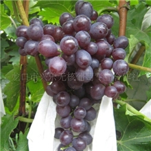 场价葡萄批发葡萄专业合作社自产水果大粒无核玫瑰量大优惠
