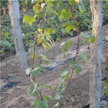 l精品推荐供应质量保证的克瑞森无核葡萄苗木