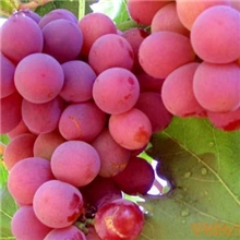 供应葡萄苗大粒红提葡萄苗