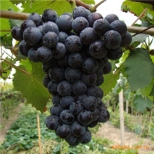 供应夏黑葡萄苗葡萄苗出售葡萄苗价格