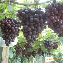 长期供应新星无核葡萄苗大量批发（图）