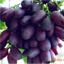 青岛无核黑美人葡萄苗优质葡萄苗（图）