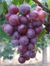 供应巨玫瑰葡萄苗成活率高质量保证