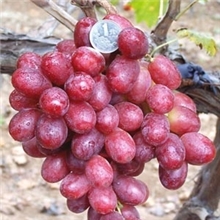 青岛克瑞森葡萄苗质优价廉厂家直销