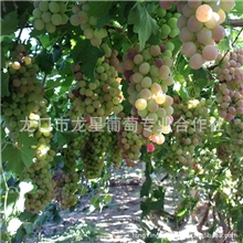 优质葡萄绿宝石葡萄热销葡萄批发葡萄供应葡萄绿色无公害