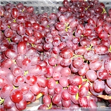 热销葡萄批发克瑞森葡萄多种葡萄欢迎订购