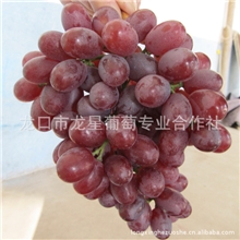 烟台龙口葡萄供应社克瑞森葡萄多种葡萄批发价格欢迎订购