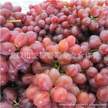 优质葡萄批发供应葡萄克瑞森葡萄多种葡萄批发价格欢迎订购