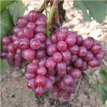 烟台优质葡萄红提葡萄烟台龙星葡萄供应社批发价格！