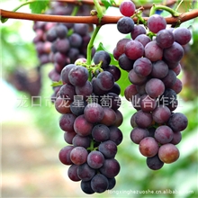 绿色无公害巨峰葡萄烟台葡萄各种葡萄大量批发供应量多从优
