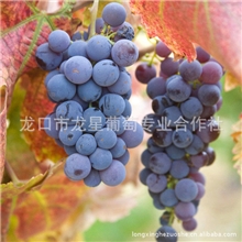 供应葡萄热销葡萄一级巨峰葡萄大量批发供应烟台葡萄合作社葡萄