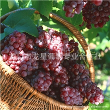大量批发葡萄烟台葡萄红宝石葡萄绿色无公害质优价廉！