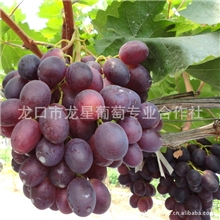 葡萄一级红宝石葡萄烟台葡萄供应社供应大量批发供应！
