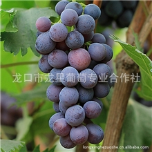 烟台葡萄批发供应葡萄优质巨峰葡萄大量批发供应量多从优