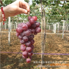 大量生产供应葡萄红提葡萄【图】价格合理