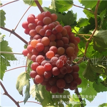 供应批发葡萄弗雷葡萄苗【图】