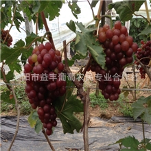 纯正葡萄鲜食葡萄弗雷烟台著名专业厂家直销质量保证