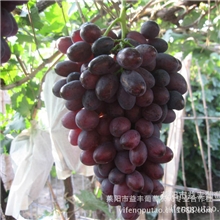 长期供应批发优质葡萄鲜食葡萄紫甜无核（A17）质量保证