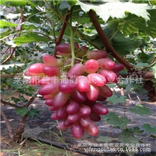 葡萄，鲜食葡萄：金甜美指葡萄