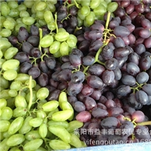 口感纯正价格合理葡萄鲜食葡萄紫脆无核（A09）长期供应