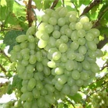 供应维多利亚葡萄苗,果树苗,葡萄