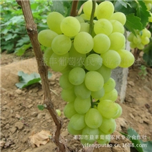 新鲜葡萄维多利亚葡萄【图】