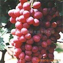 供应预定2011年各种嫁接、扦插葡萄苗,果树苗