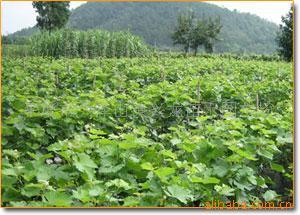 供应果树苗,葡萄砧木苗山葡萄苗