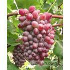 供应优质新品种葡萄苗