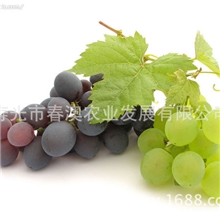 葡萄旦拉斯抗病性好适应性强【图】