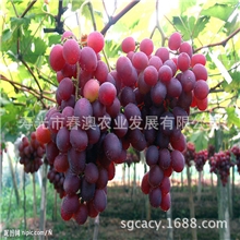 玫瑰香葡萄玫瑰香味品质上等【图】