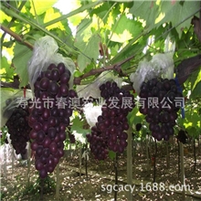 京亚葡萄抗病抗寒品种优良【图】