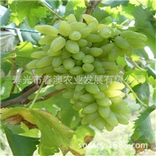 金手指葡萄味美色艳新鲜可口【图】