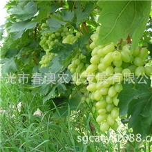 优质高效葡萄品种首选青提【图】