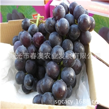 巨峰葡萄皮薄肉甜美味可口【图】