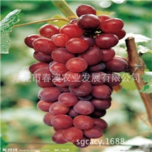 红芭拉蒂葡萄量大肉多，美味可口【图】
