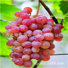 弗雷无核葡萄耐寒性好品质上等欢迎致电【图】