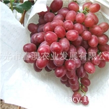 克伦生无核葡萄首选春澳农业品质上等【图】