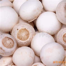 高原优质新鲜双孢菇