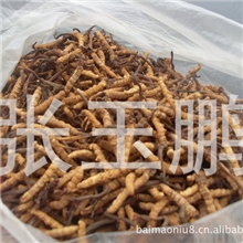 冬虫夏草批发