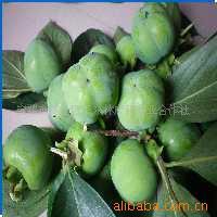 供应自然生长纯天然绿色保健水果帽盔柿子