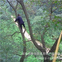 纯手工无污染百年大树绿色放心食品大山深处的原生核桃