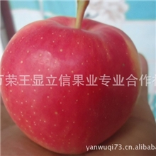 苹果低价销售嘎啦苹果65以上不封顶嘎啦苹果