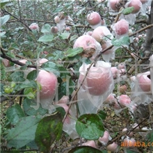 红富士苹果新鲜采摘上市红富士苹果2012新品上市红富士苹果