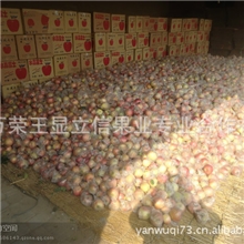 山西万荣优质苹果排毒养颜营养丰富