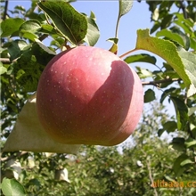 红富士苹果绿色有机苹果