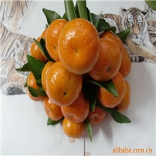 【品质供应】专业供应沙糖桔贡柑
