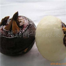 【优质直销】专业供应马蹄茨菇