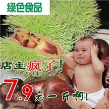 【一斤起批】2013迁西野生板栗栗子特价新鲜促销500克