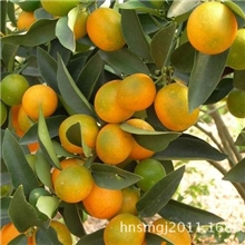 中国柑橘、石门特产大量批发供应